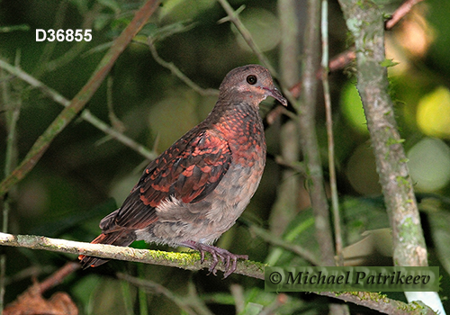 Ruddy Quail-Dove (Geotrygon montana)